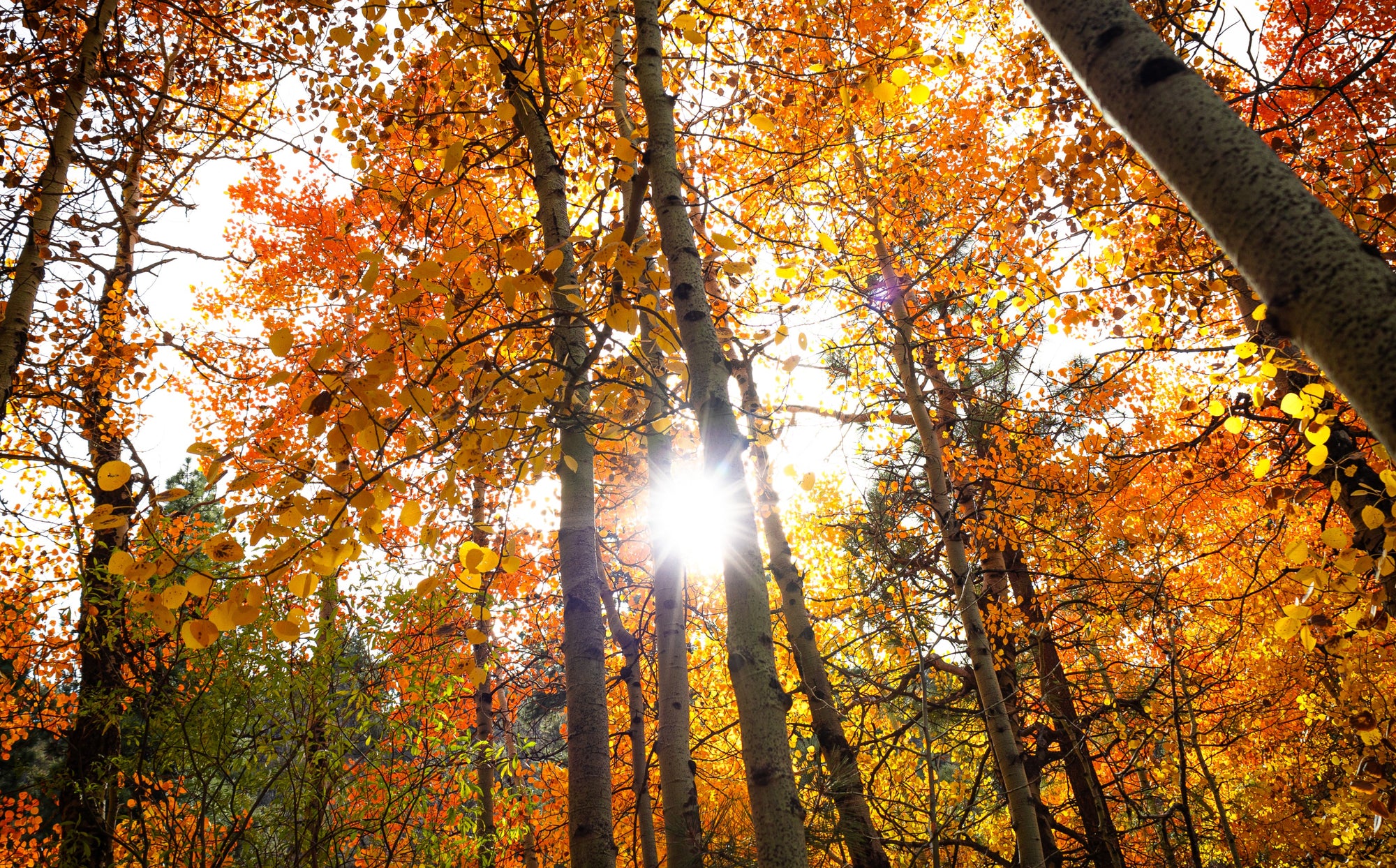 Autumn forest with sun shining through trees