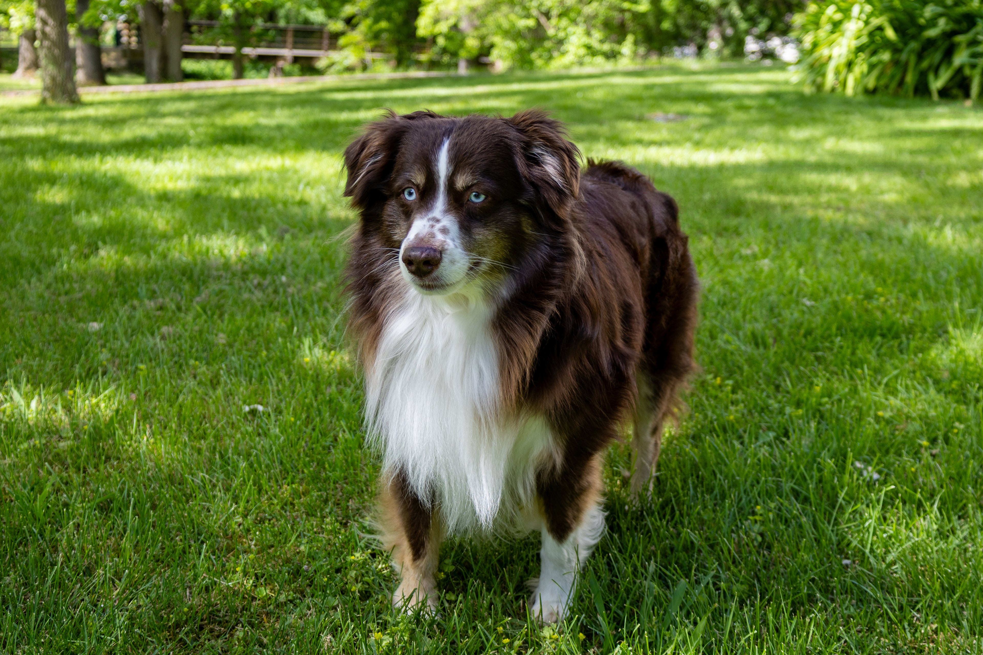 Dog standing on a grassy field with trees in the background