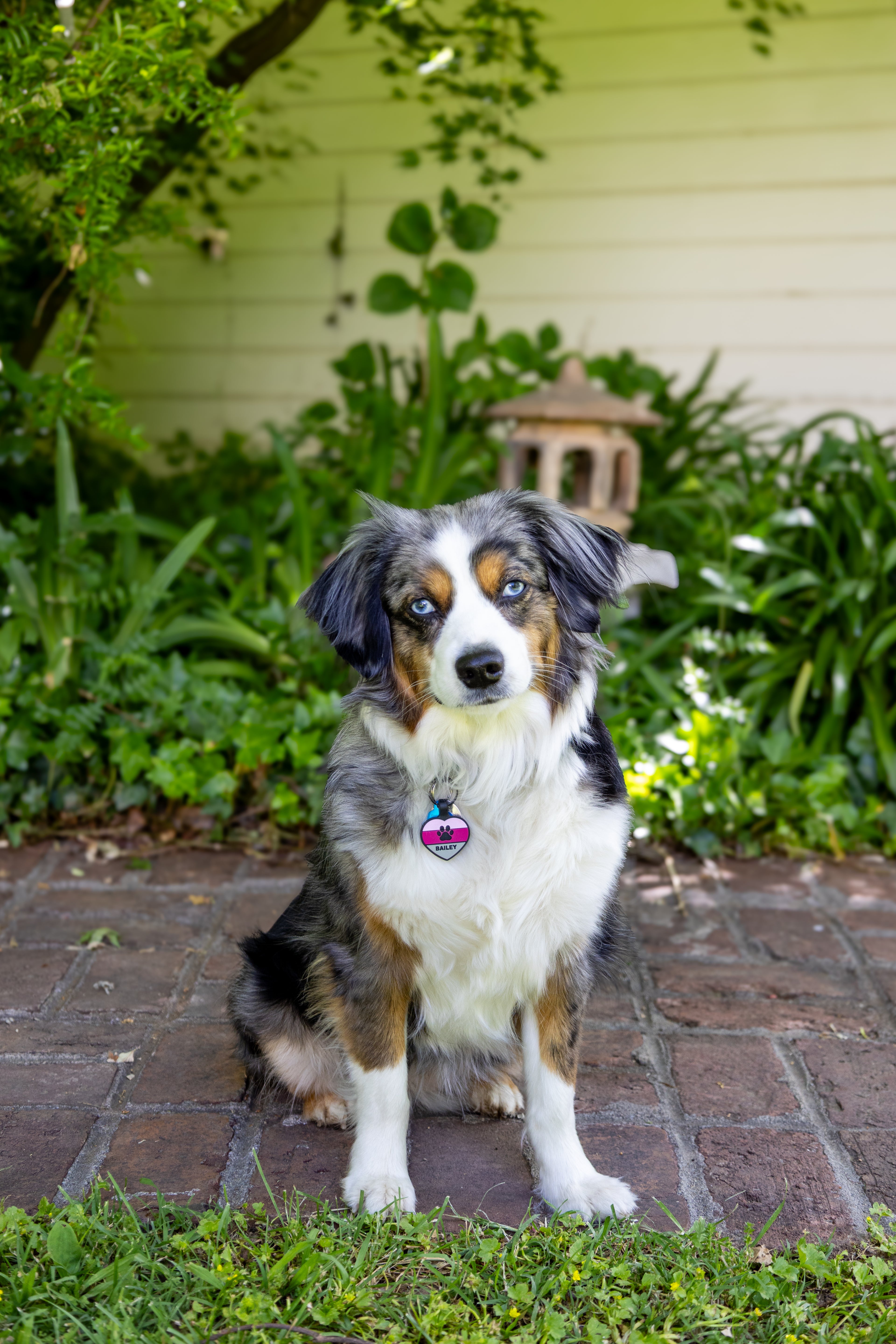 Dog sitting on a brick path with greenery in the background