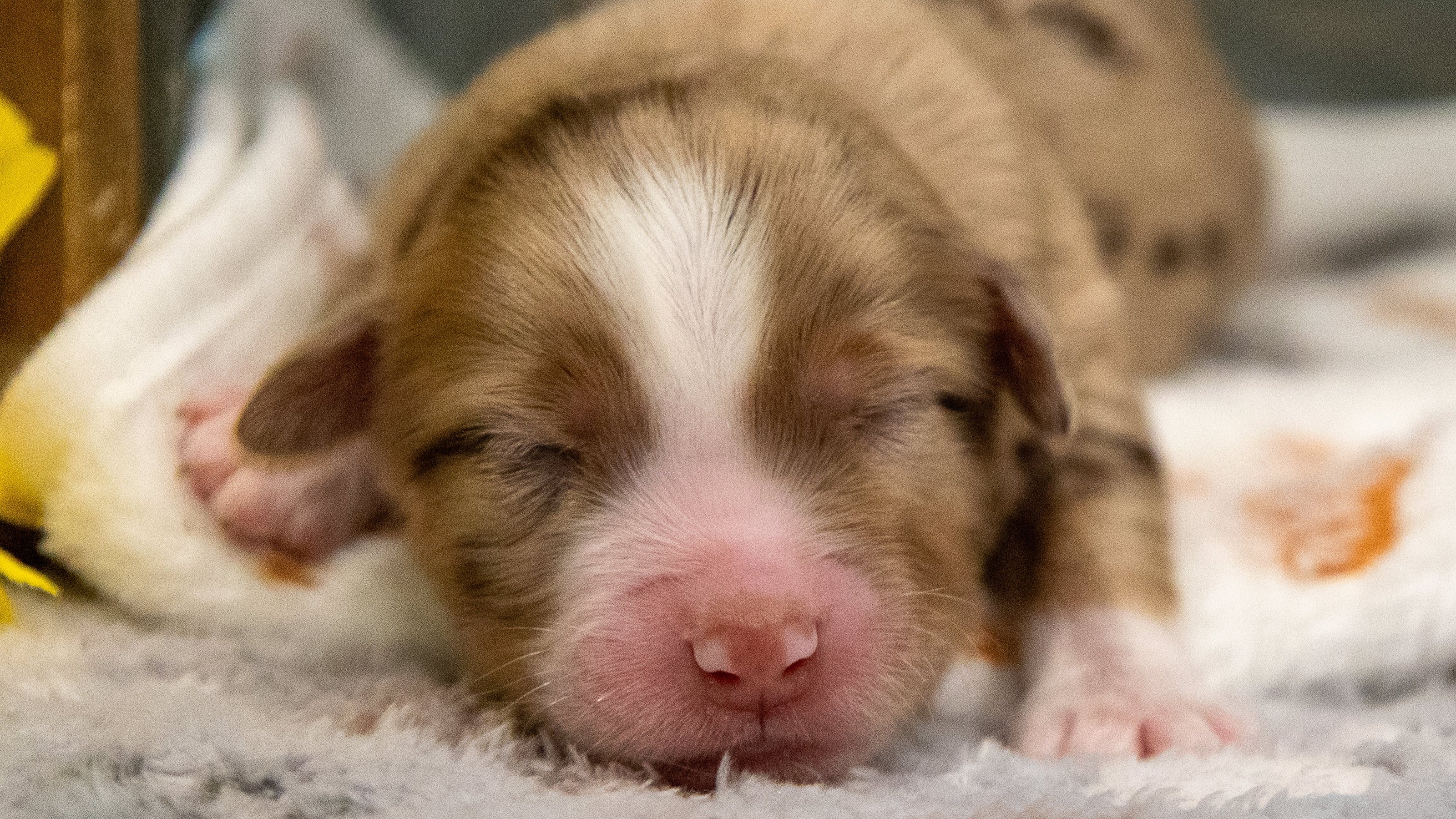 Newborn brown and white puppy sleeping on a soft surface