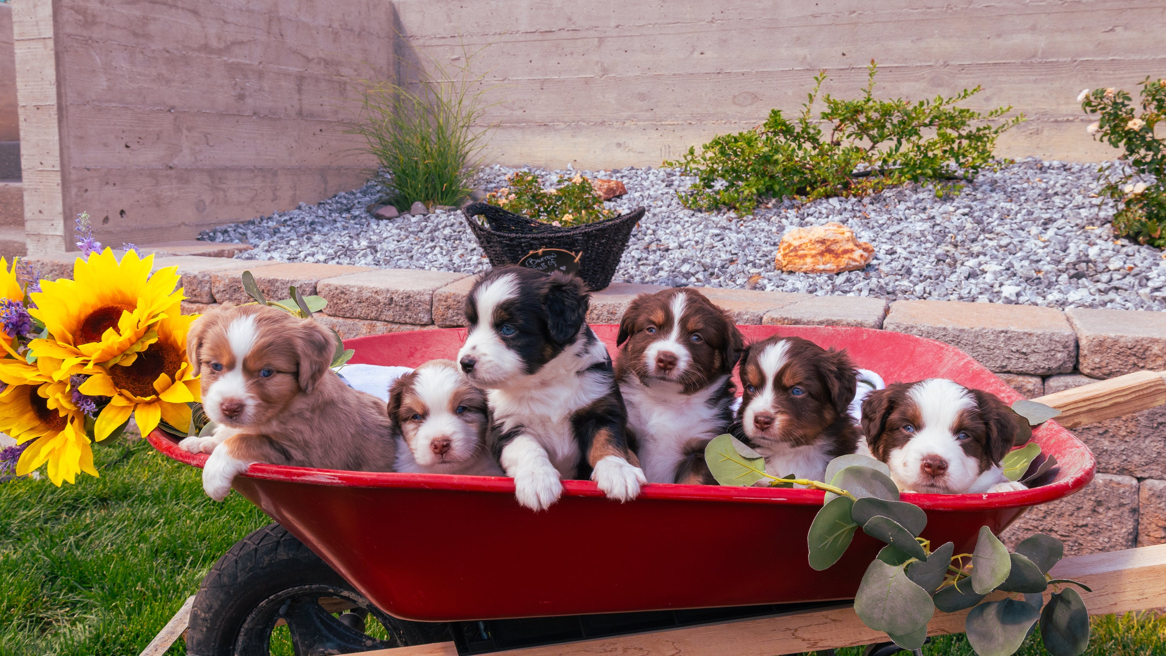 Puppies in a red wheelbarrow with flowers on a patio