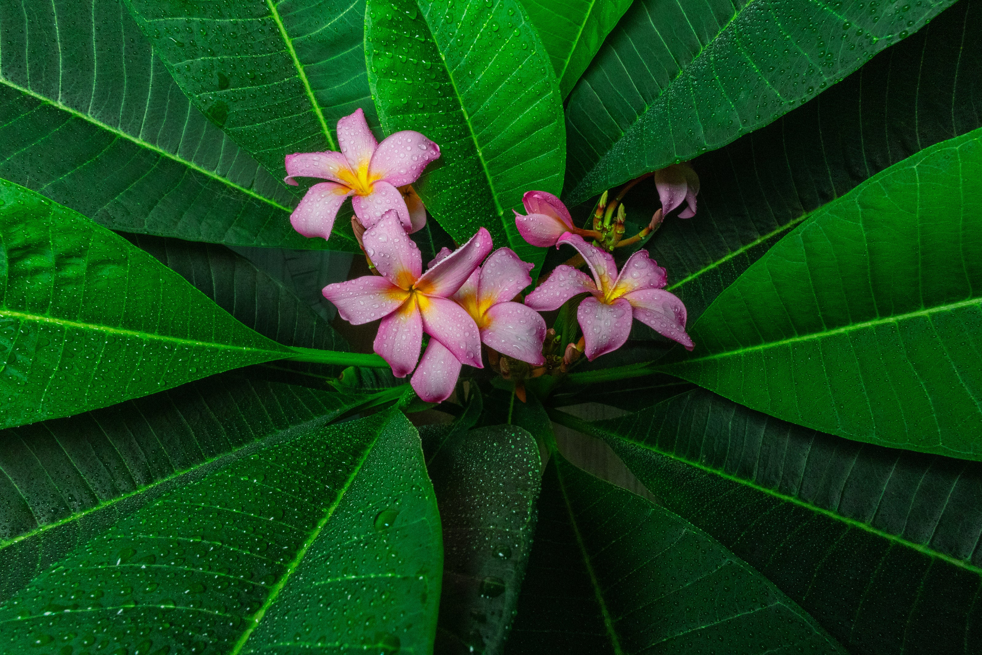 Pink flowers with yellow centers surrounded by green leaves